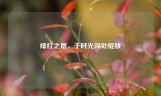 绯红之愿，于时光深处绽放