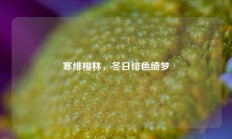 寒绯樱林，冬日绯色绮梦