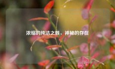 浓缩的纯洁之骸，神秘的存在