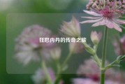 狂怒内丹的传奇之旅