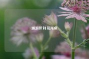 邂逅新鲜鼠尾鱼
