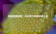 探秘莫娜秘境，开启奇幻世界神秘之旅